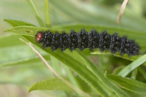 Melitaea cinxia