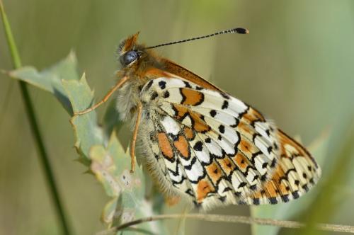 Réf. 171 879 : Melitaea cinxia