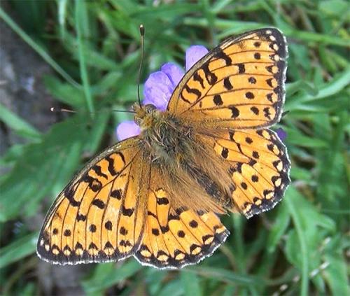 Argynnis aglaja