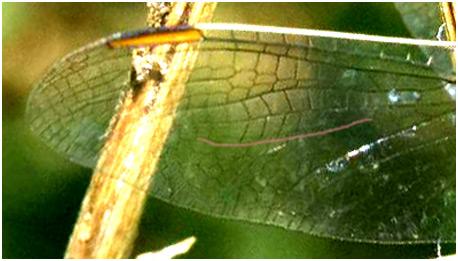 Orthetrum coerulescens