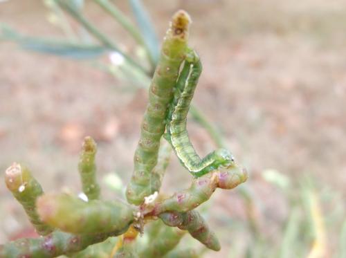 Heliothis maritima
