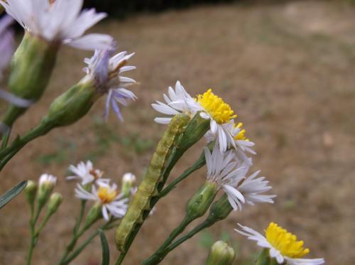 Heliothis maritima
