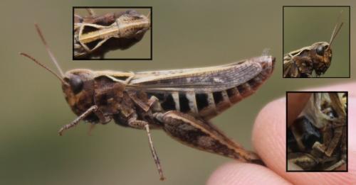 Réf. 171 691 : Omocestus haemorrhoidalis haemorrhoidalis