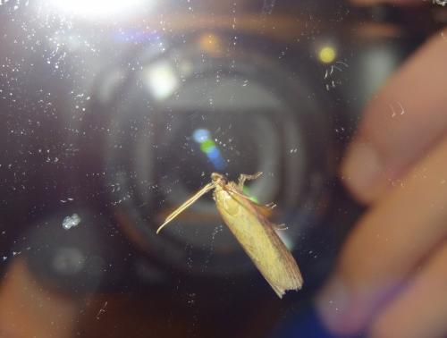 Oncocera semirubella