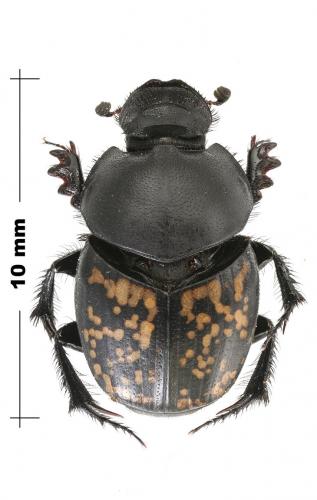Réf. 171 120 : Onthophagus marginalis andalusicus