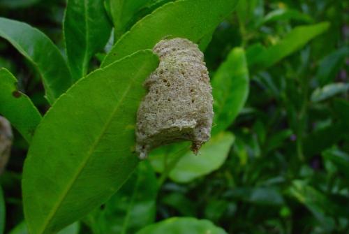Polyspilota aeruginosa