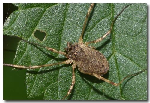 Oligolophus tridens