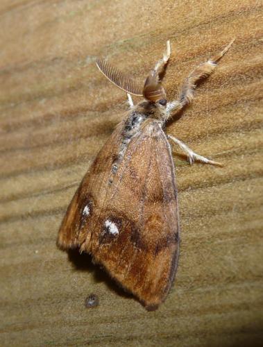 Orgyia antiqua