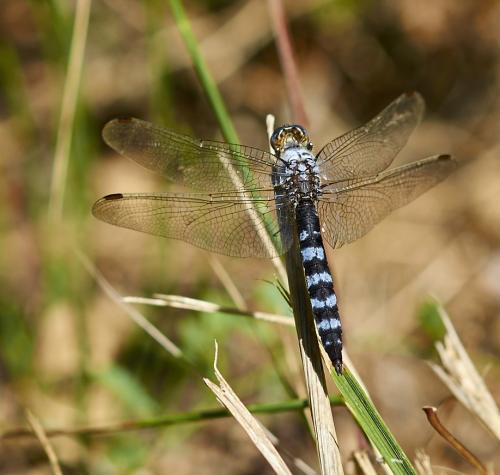 Orthetrum brunneum