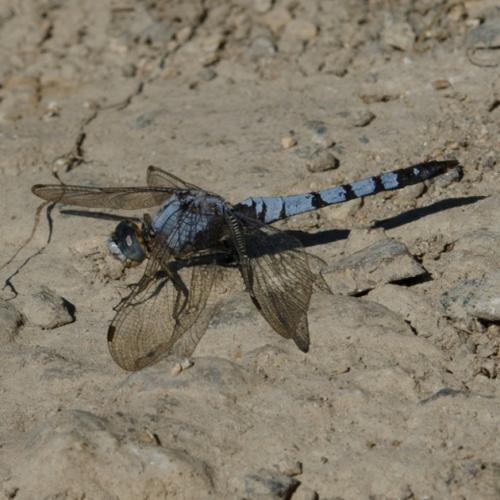 Orthetrum brunneum