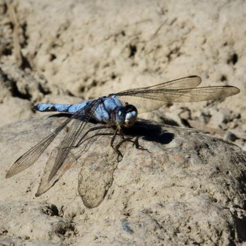Orthetrum brunneum