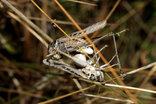 Tessellana tessellata tessellata