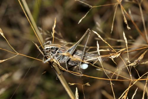 Tessellana tessellata tessellata