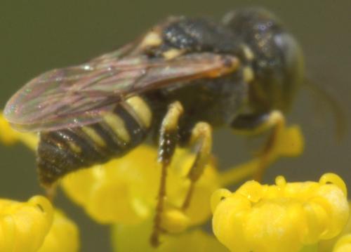 Oxybelus sp.