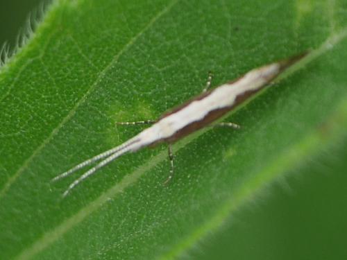 Plutella xylostella