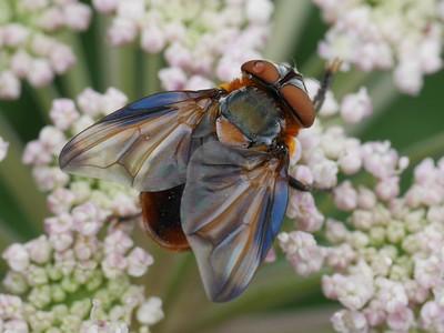 Réf. 171 808 : Phasia hemiptera