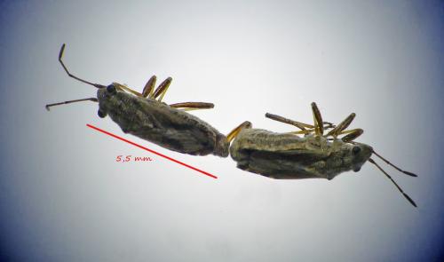Réf. 171 068 : Ortholomus punctipennis