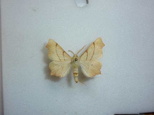Ennomos erosaria