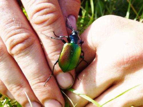 Calosoma sycophanta