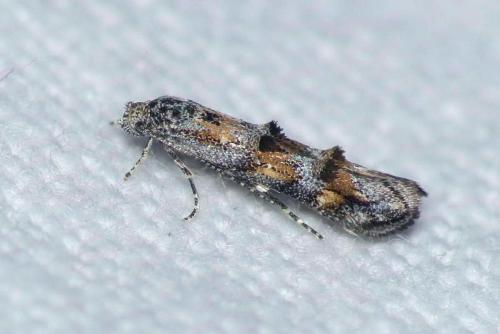 Mompha miscella