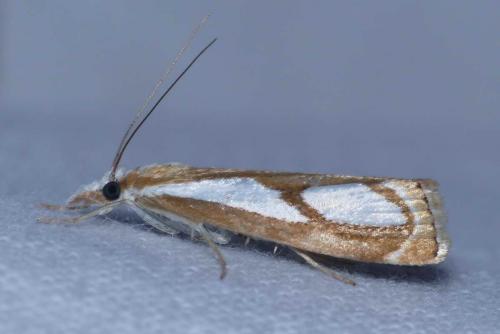 Catoptria mytilella