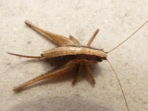 Yersinella raymondii