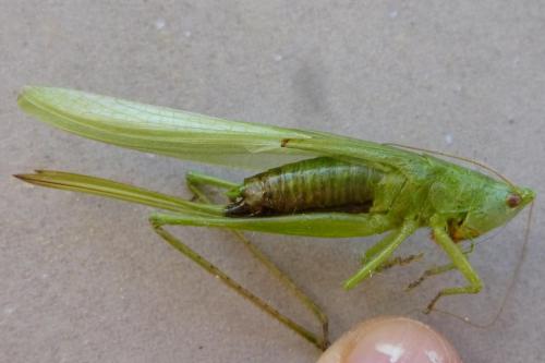 Réf. 171 412 : Ruspolia nitidula