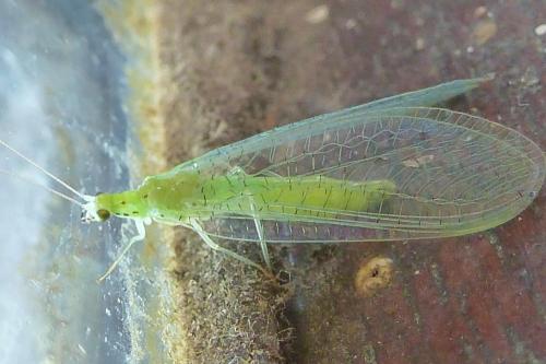 Réf. 171 856 : Pseudomallada sp.