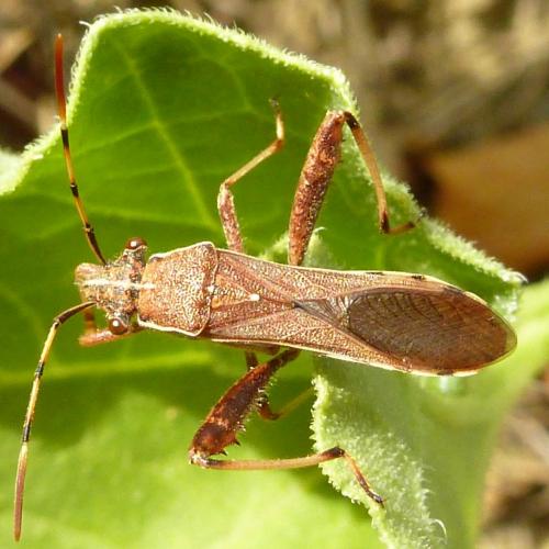 Réf. 171 268 : Camptopus lateralis