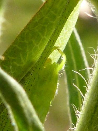 Phaneroptera nana