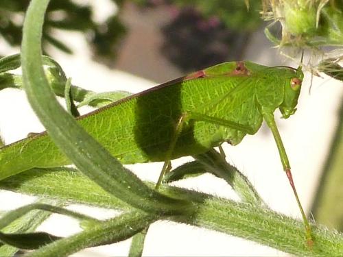 Phaneroptera nana