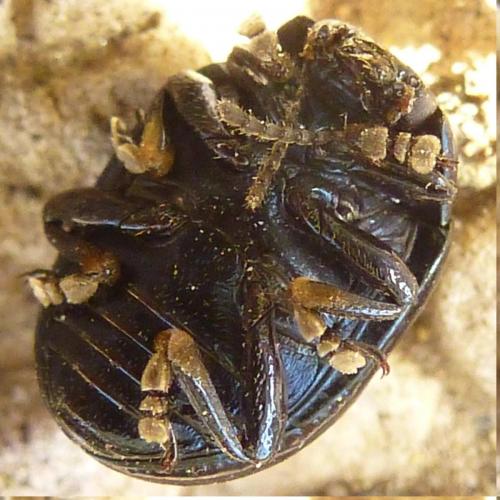 Réf. 171 780 : Chrysolina haemoptera