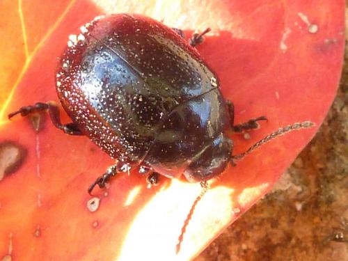 Réf. 171 779 : Chrysolina haemoptera