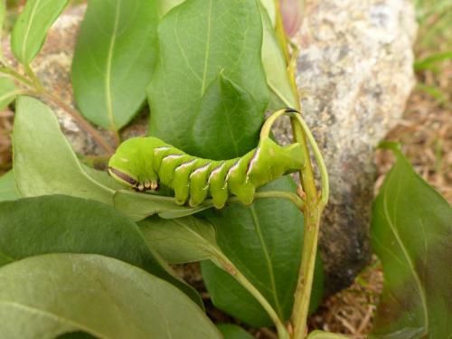 Réf. 171 145 : Sphinx ligustri