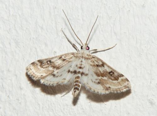 Réf. 171 182 : Parapoynx stratiotata