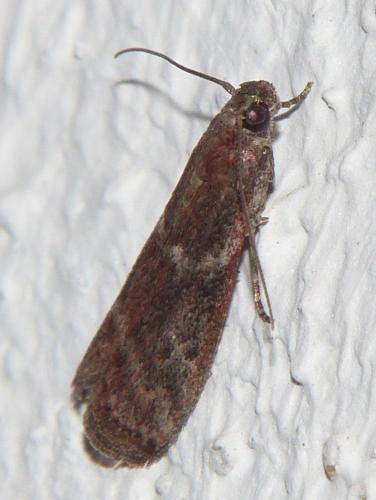 Réf. 171 299 : Cryptoblabes sp.