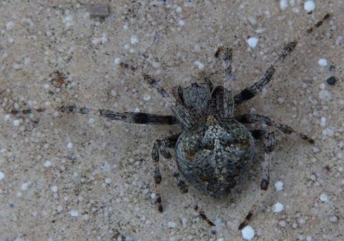 Araneus angulatus