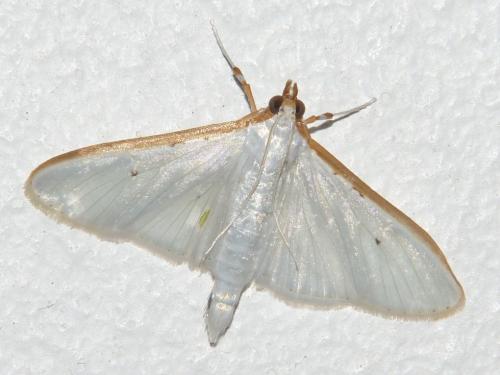 Palpita vitrealis
