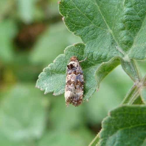 Endothenia sp.