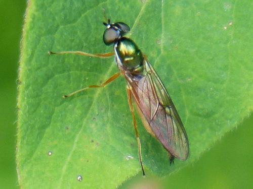 Sargus bipunctatus