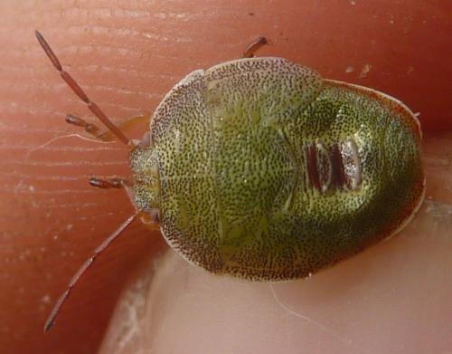 Piezodorus lituratus