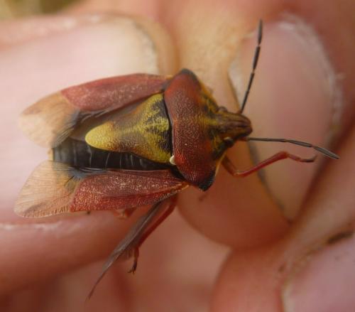 Carpocoris purpureipennis