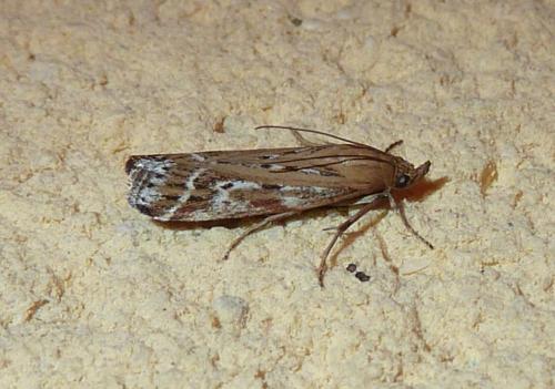 Pempeliella ornatella