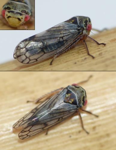 Réf. 171 397 : Oncopsis subangulata