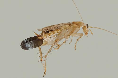 Planuncus vinzi