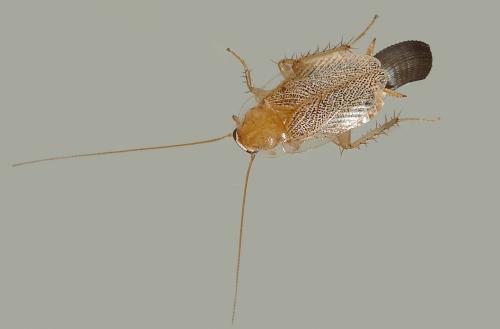 Planuncus vinzi