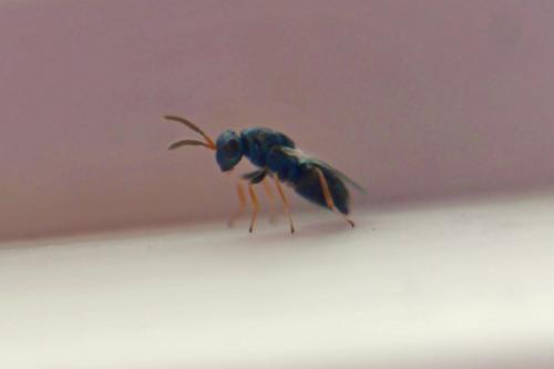 Pteromalus conopidarum