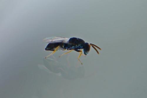 Pteromalus conopidarum