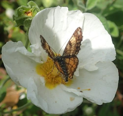 Isturgia famula
