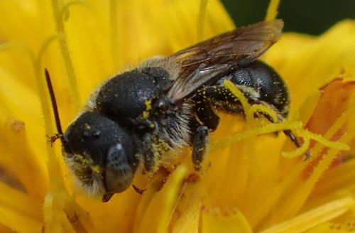 Osmia spinulosa